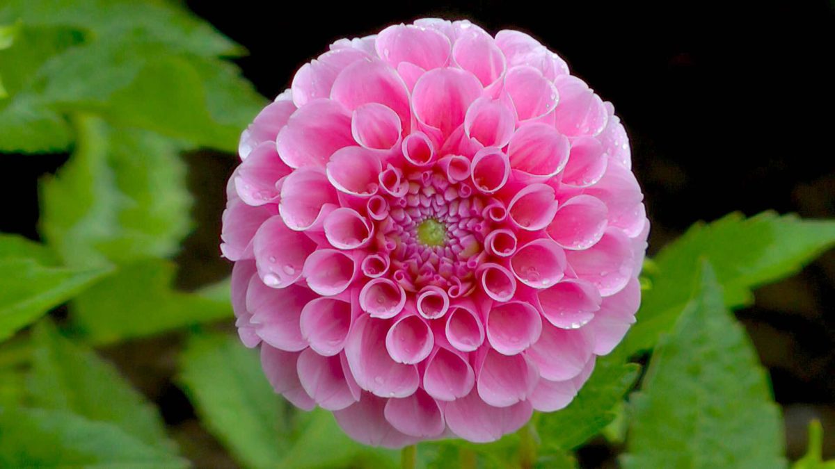 20 beliebte Dahliensorten im Überblick >>