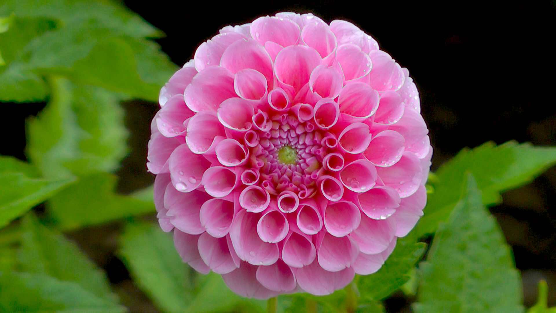 dahlie-stolz-von-berlin