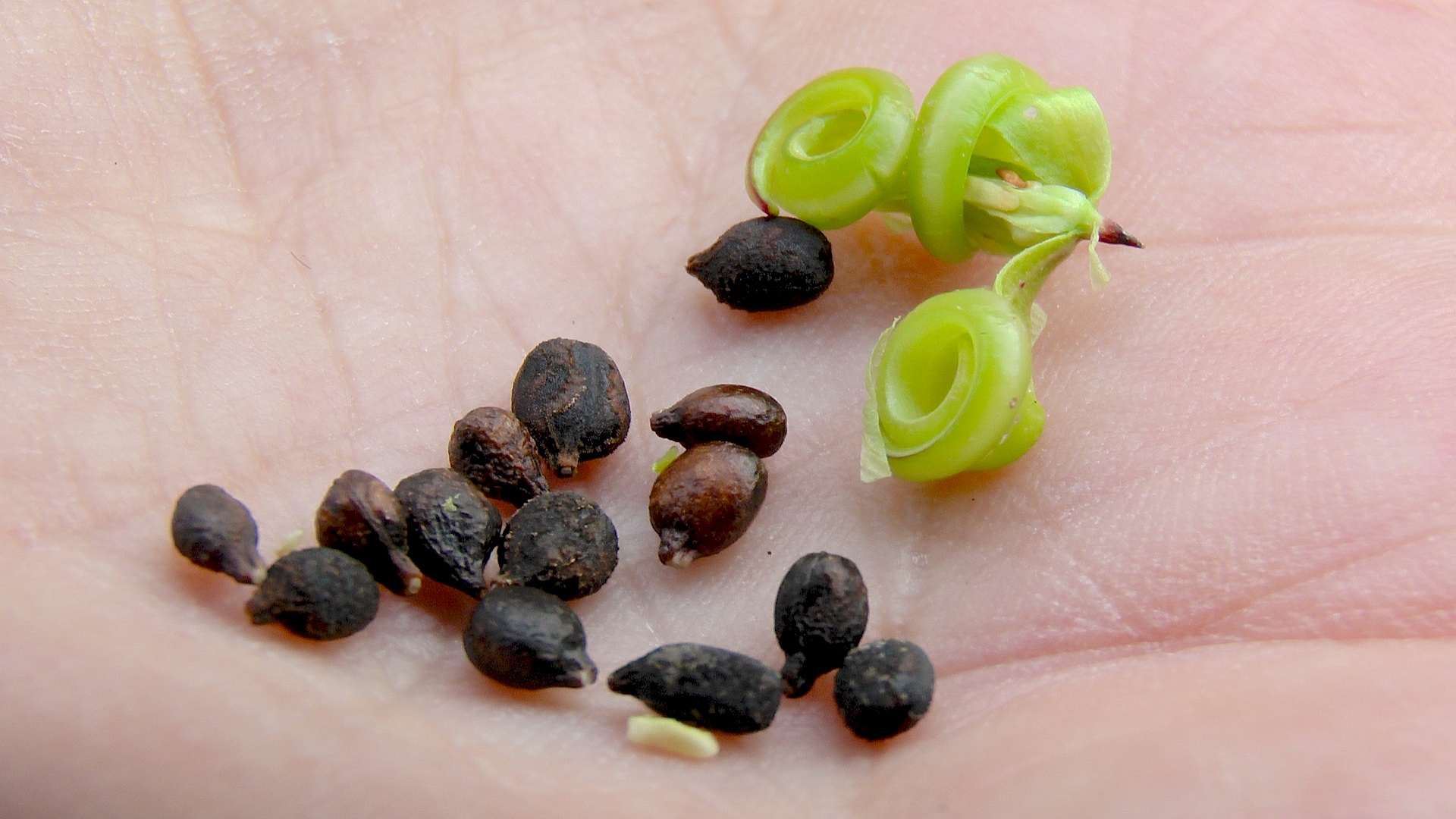 Springkraut : Impatiens parviflora (Kleines Springkraut) - Wo ihr welche pflanzenteile sammeln.