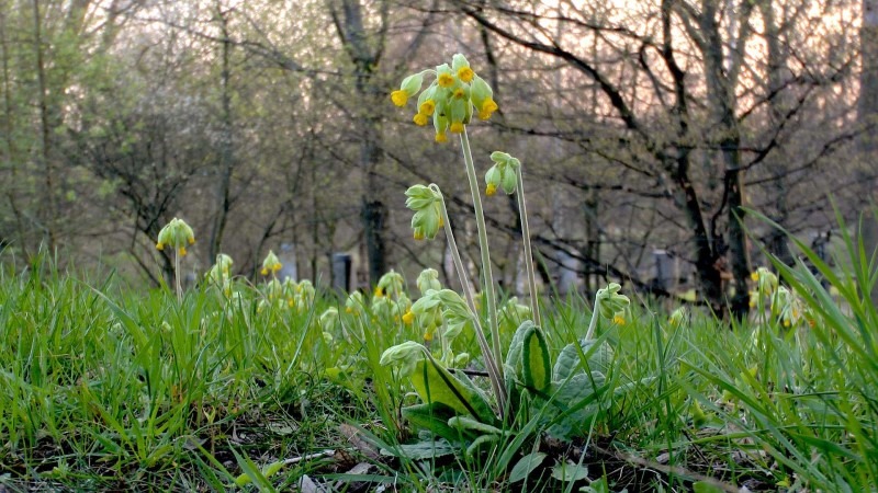 echte-schluesselblume