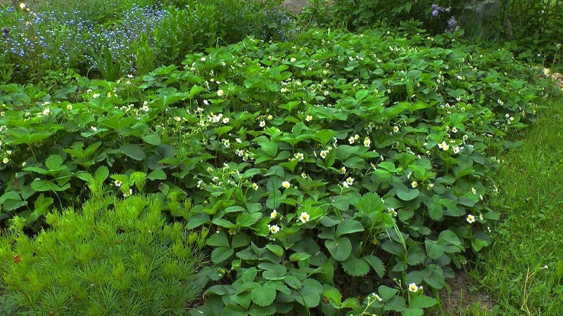 Erdbeere Fragaria Im Pflanzenlexikon Gartennatur Com