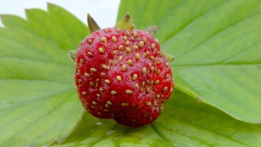 erdbeere-frucht-nuesschen