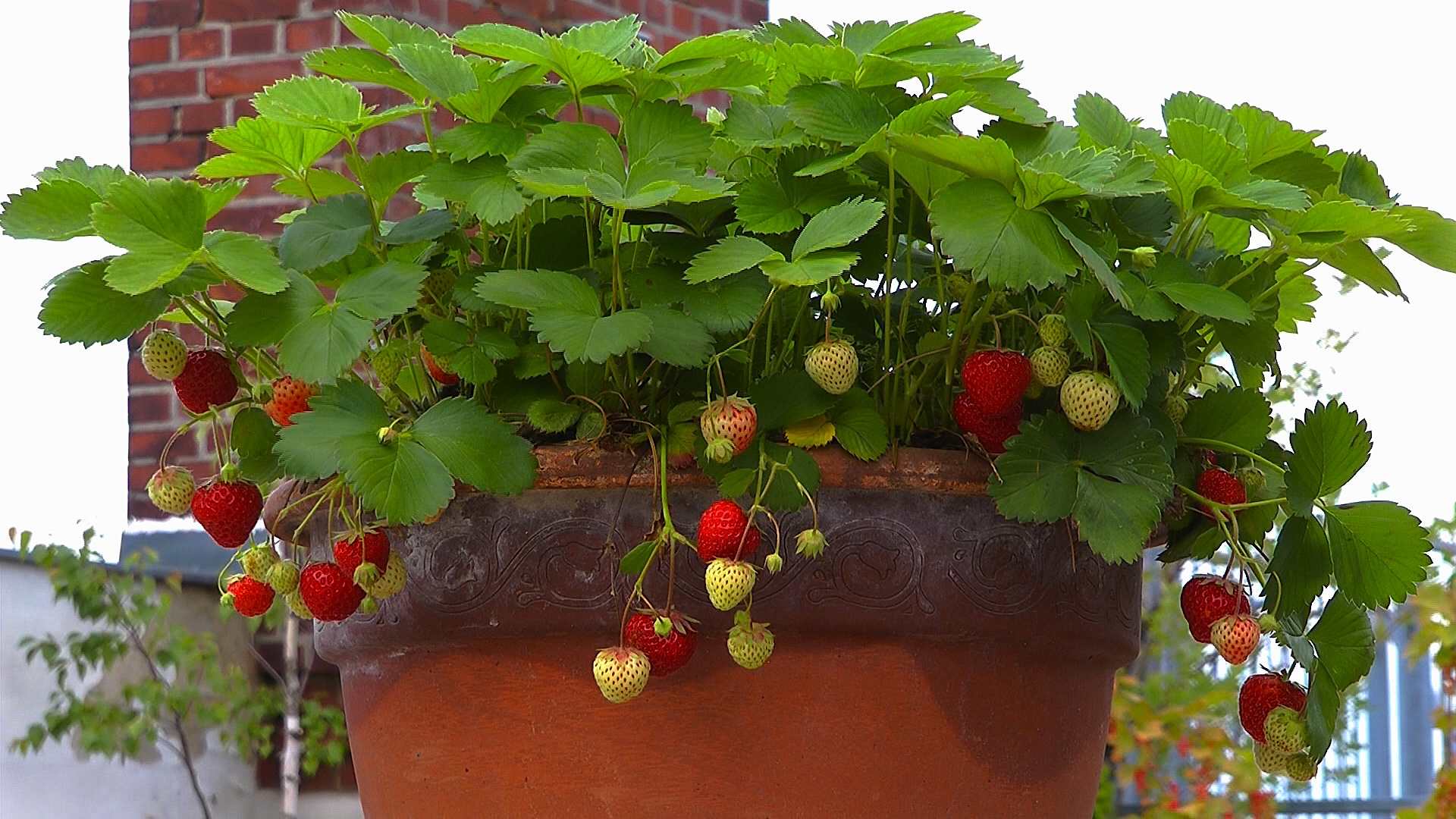 Erdbeere (Fragaria) im Pflanzenlexikon >>