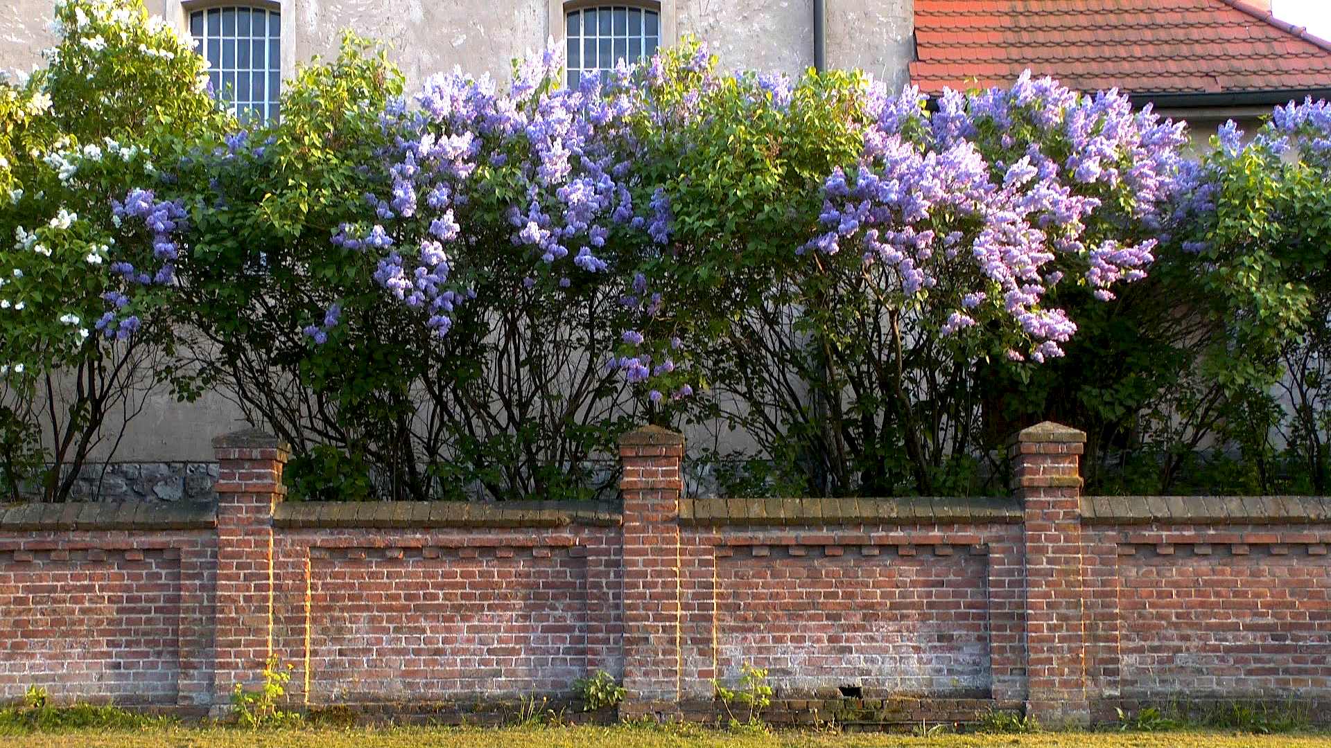 Flieder (Syringa) - im Pflanzenlexikon >> GartenNatur.com