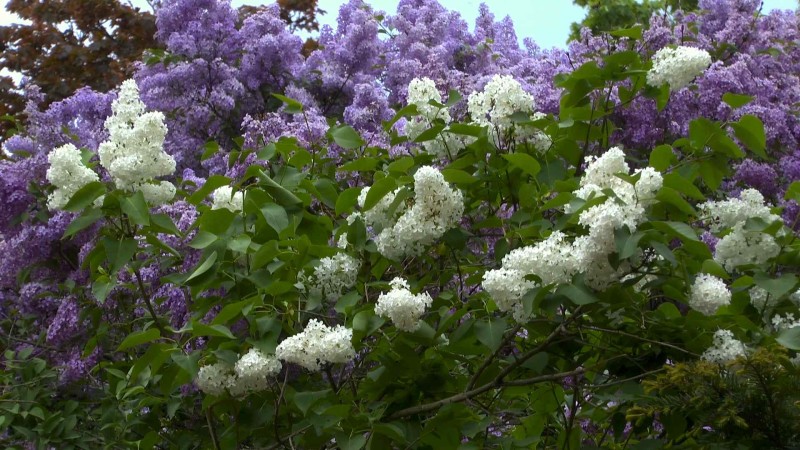 flieder-bluete-weiss-violett