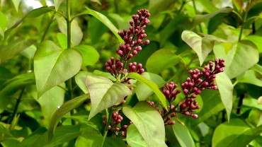 flieder-knospe-rot