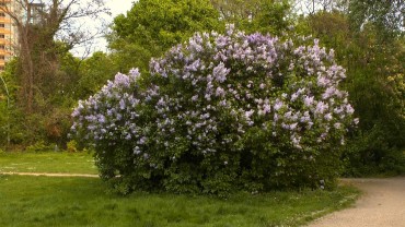 flieder-strauch-park