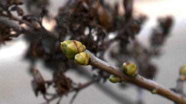 flieder-winterhart-knospe