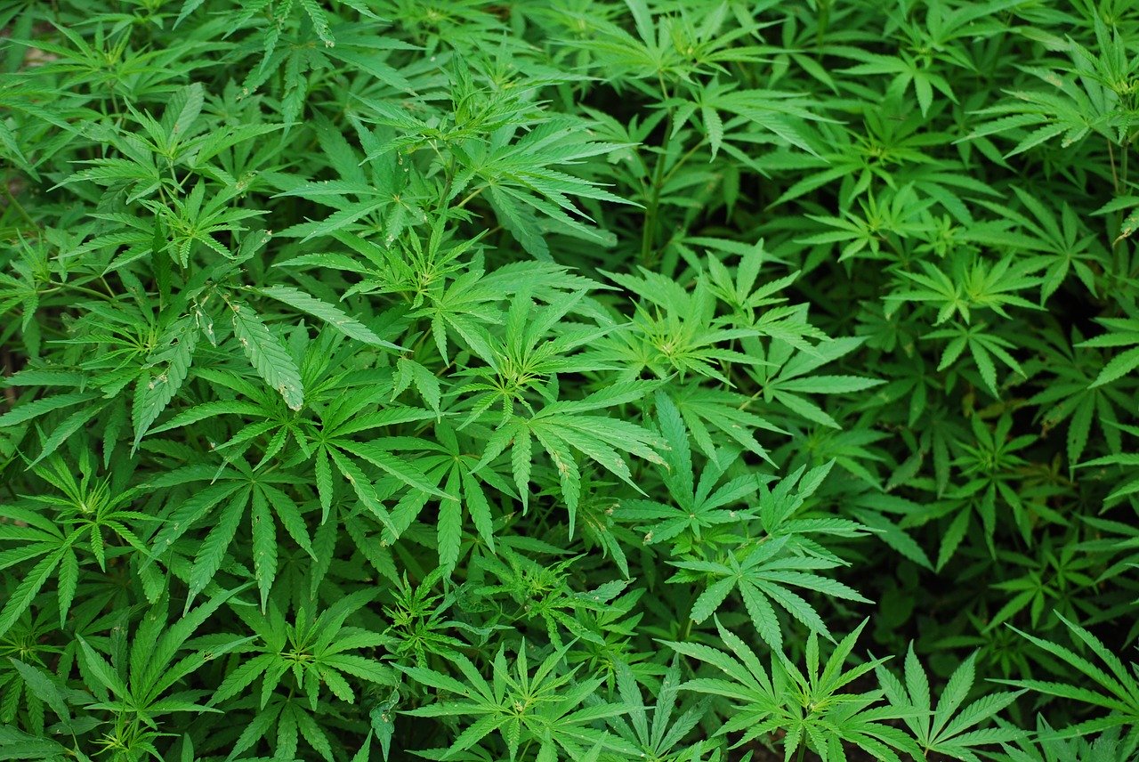 foliage-1157792_1280_pixabay-rex-medlen