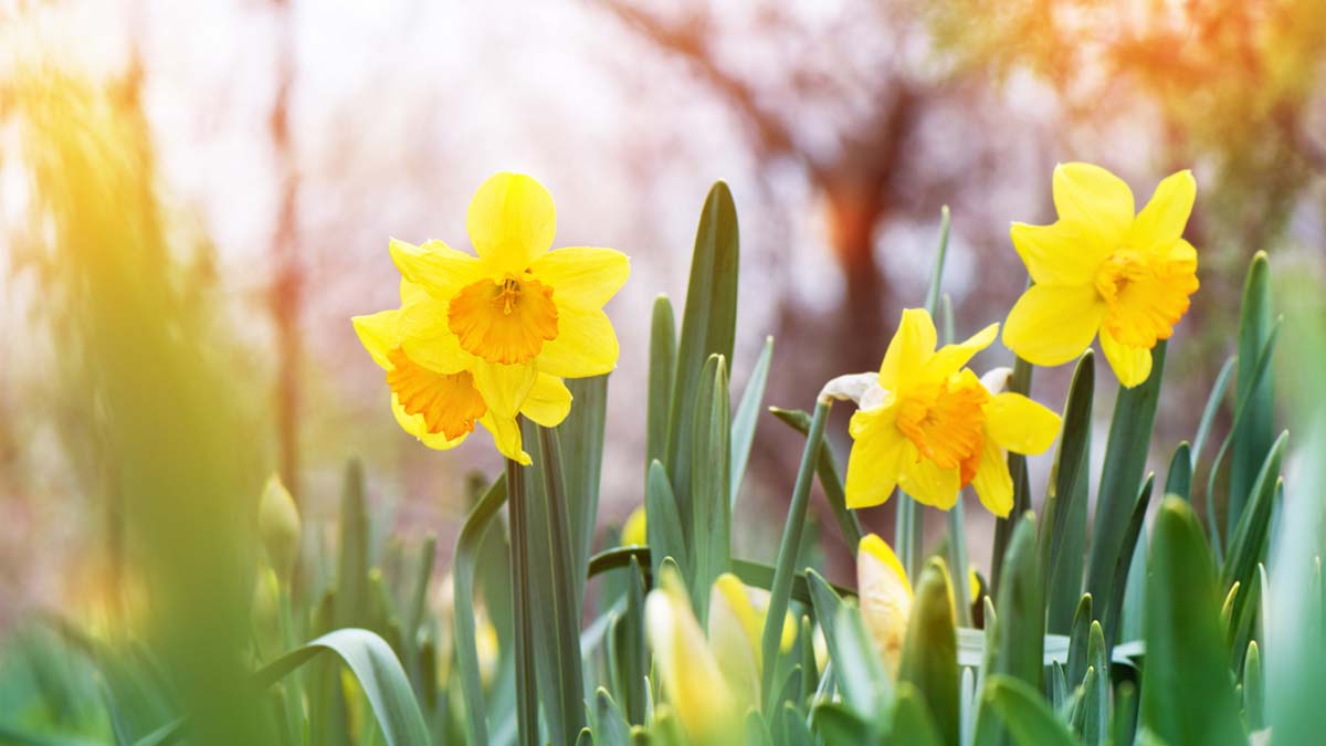 frühlingsblumen
