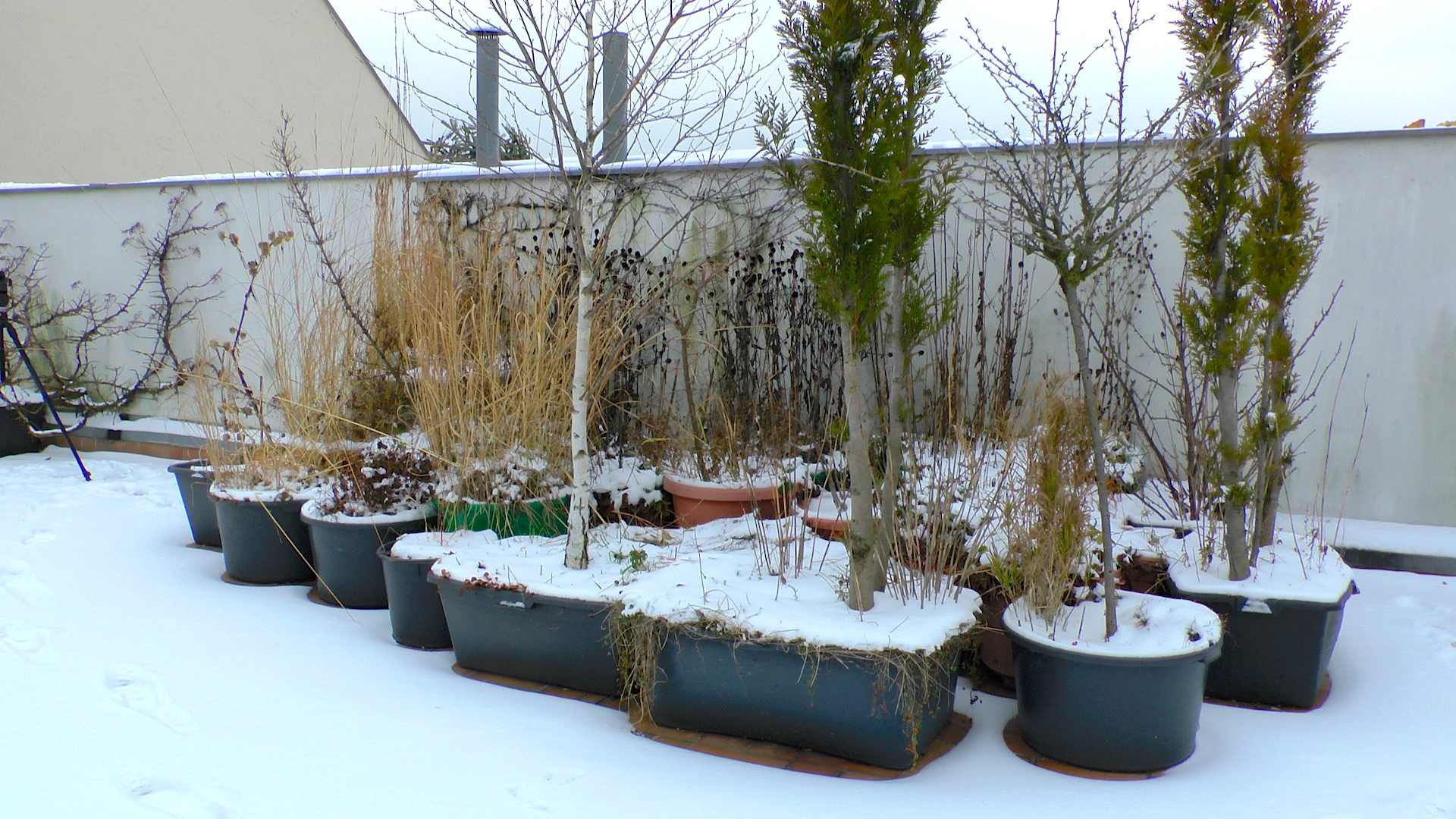 Bäume und Sträucher überwintern GartenNatur