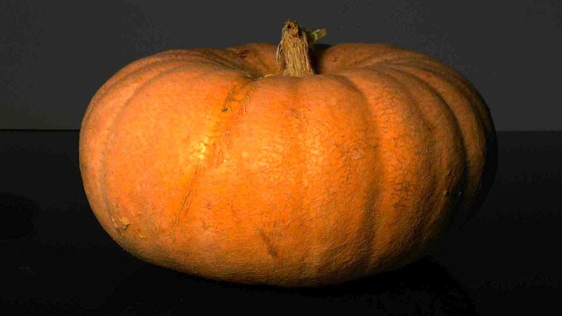Gemüsekürbis Frucht