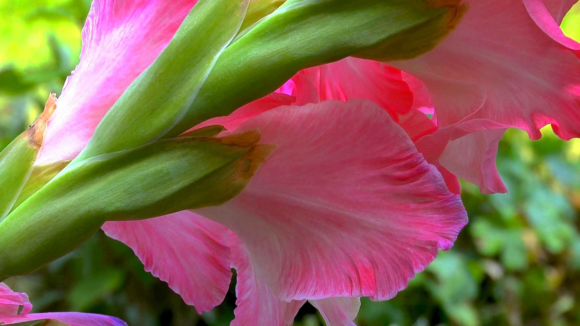 Gladiole (Gladiolus) im Pflanzenlexikon >>