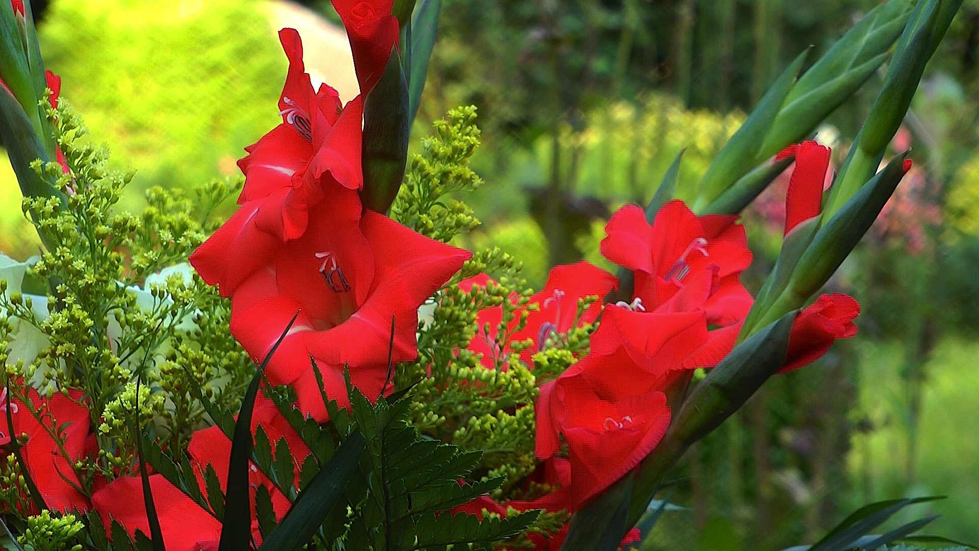 Gladiole (Gladiolus) im Pflanzenlexikon >>