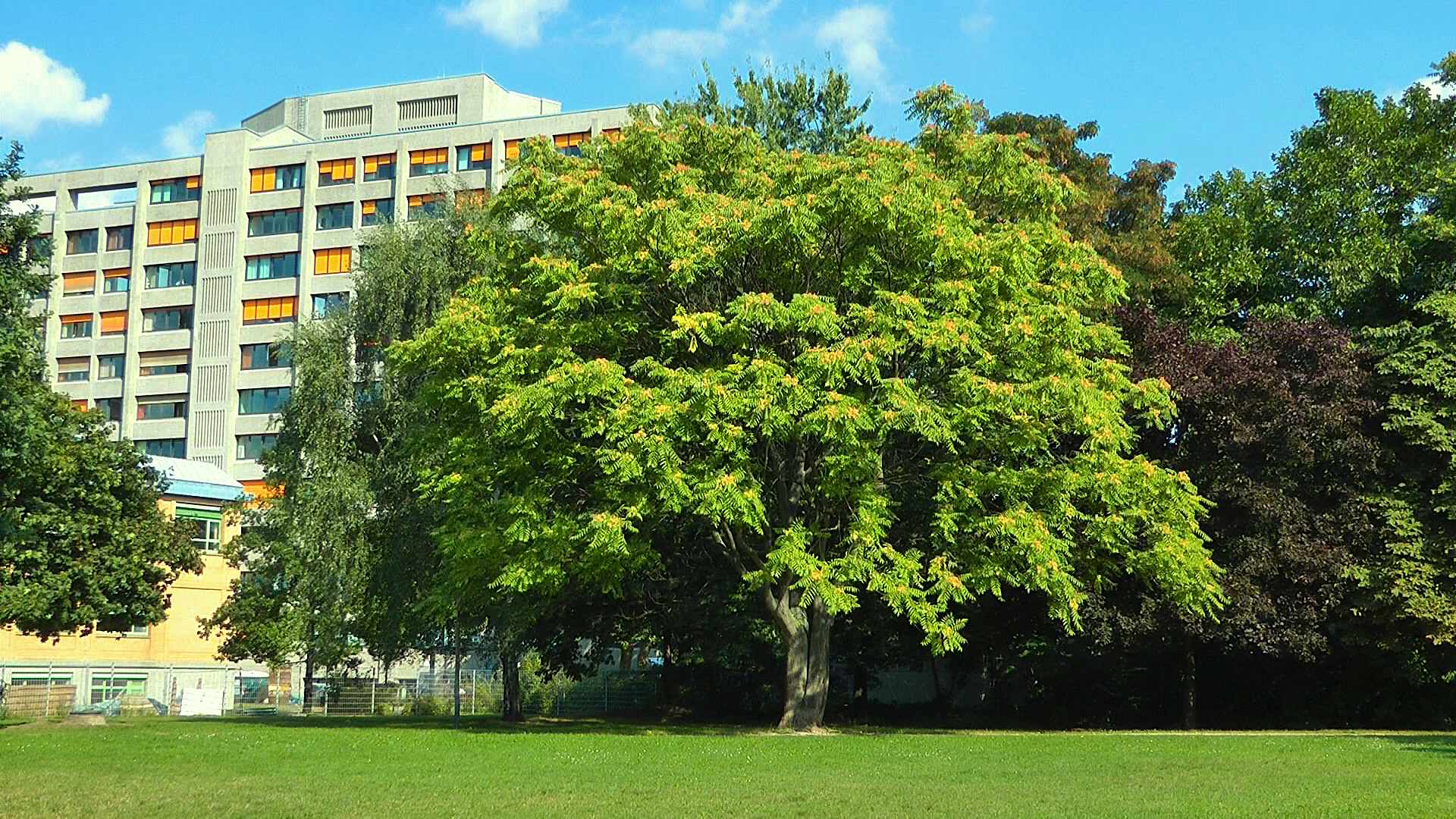 Götterbaum (Ailanthus altissima) im Pflanzenlexikon >>