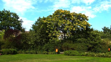 goetterbaum-standort