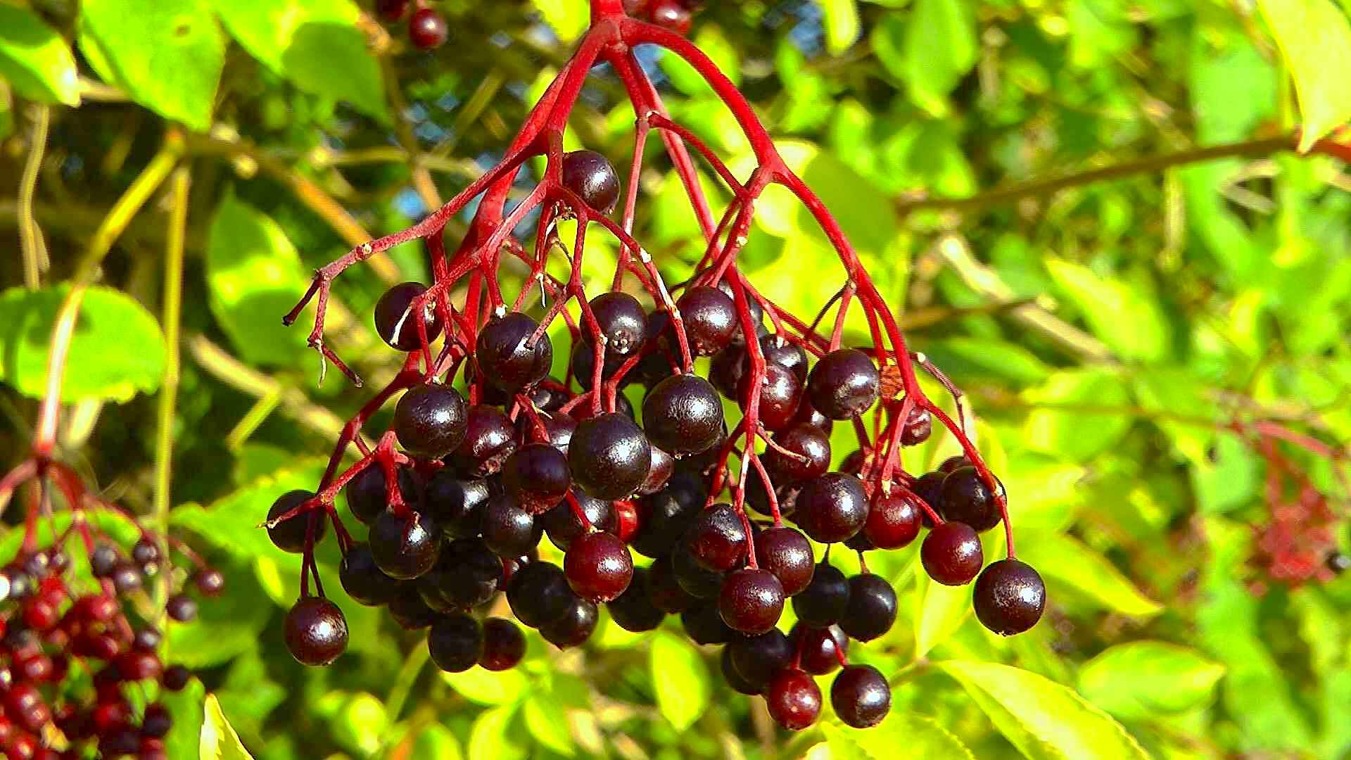 Holunder (Sambucus) - im Pflanzenlexikon &amp;gt;&amp;gt; GartenNatur.com