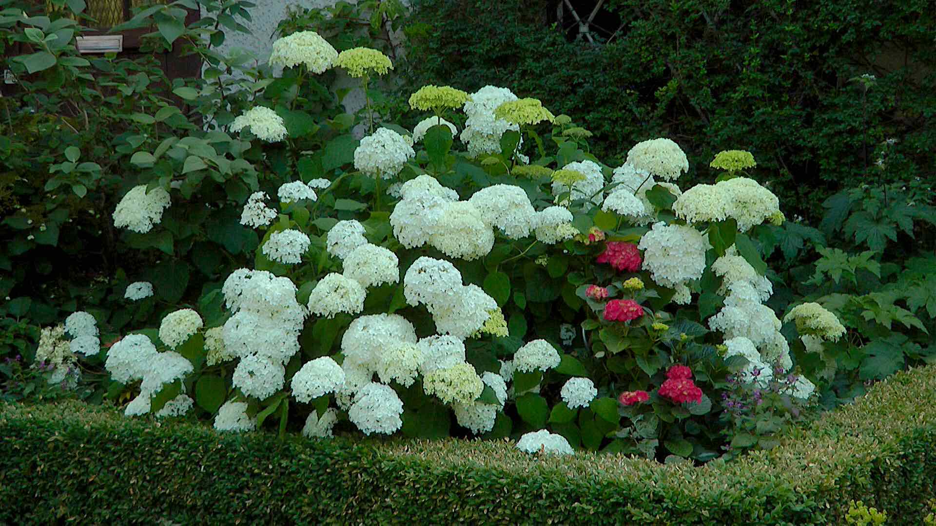 hortensie