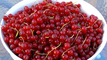 johannisbeere-rot-ernte