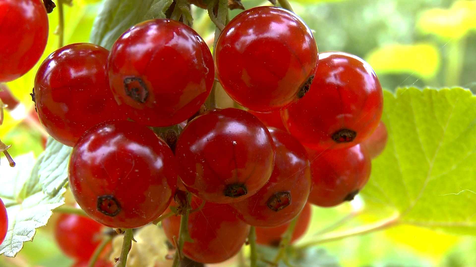 Johannisbeere (Ribes) - im Pflanzenlexikon &amp;gt;&amp;gt; GartenNatur.com