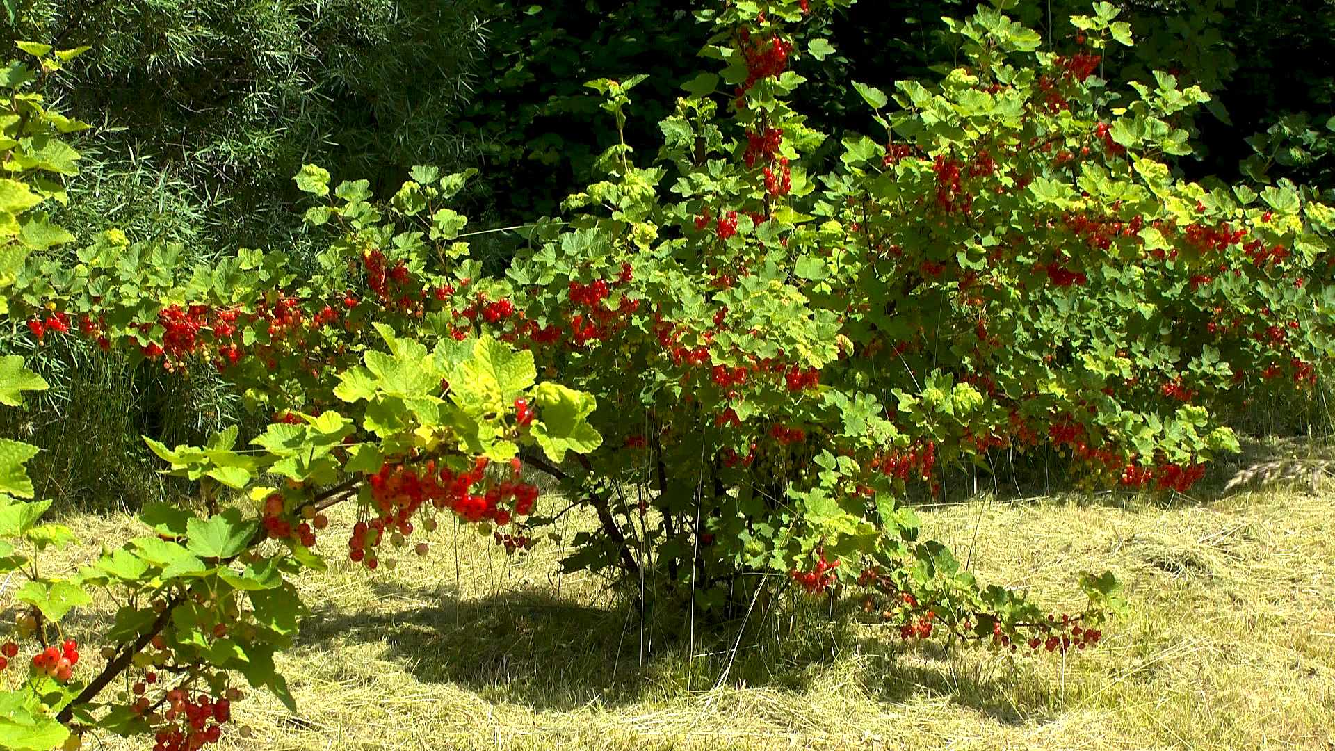 Johannisbeere (Ribes) im Pflanzenlexikon >>