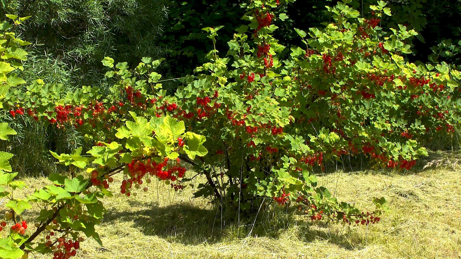 Johannisbeere (Ribes) - im Pflanzenlexikon &amp;gt;&amp;gt; GartenNatur.com