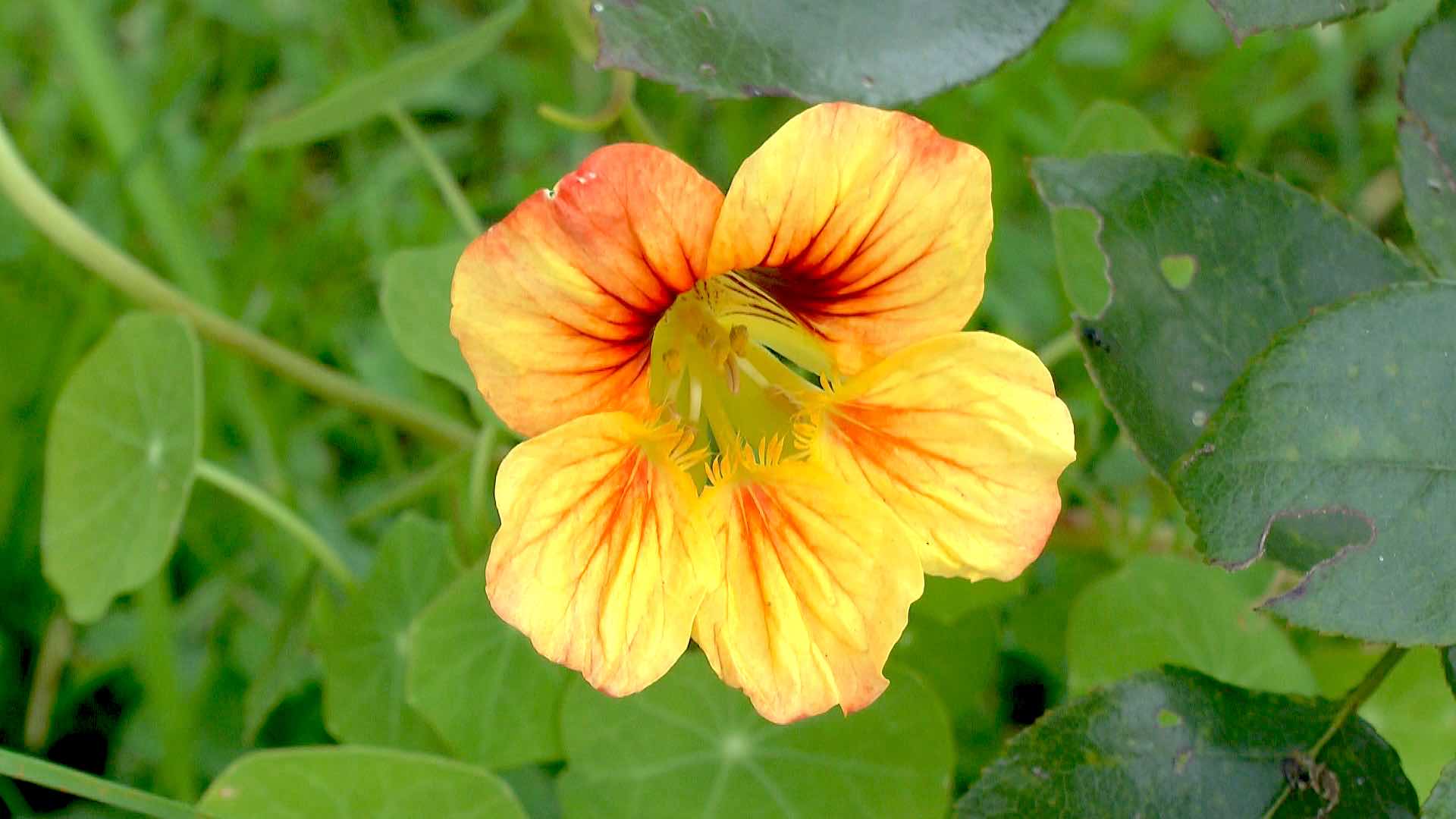 40+ Kresse Blüten Essbar, Die blüten sind jedoch auch als
