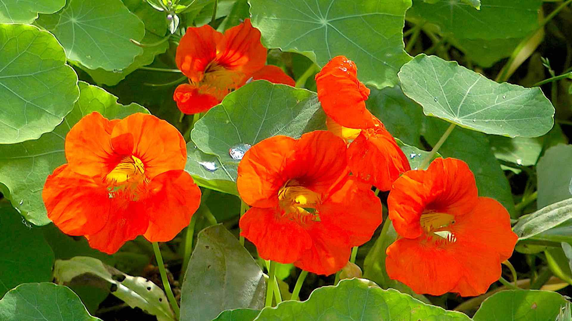Kapuzinerkresse (Tropaeolum) im Pflanzenlexikon >>