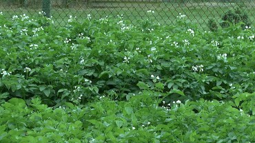 kartoffelfeld-blueten