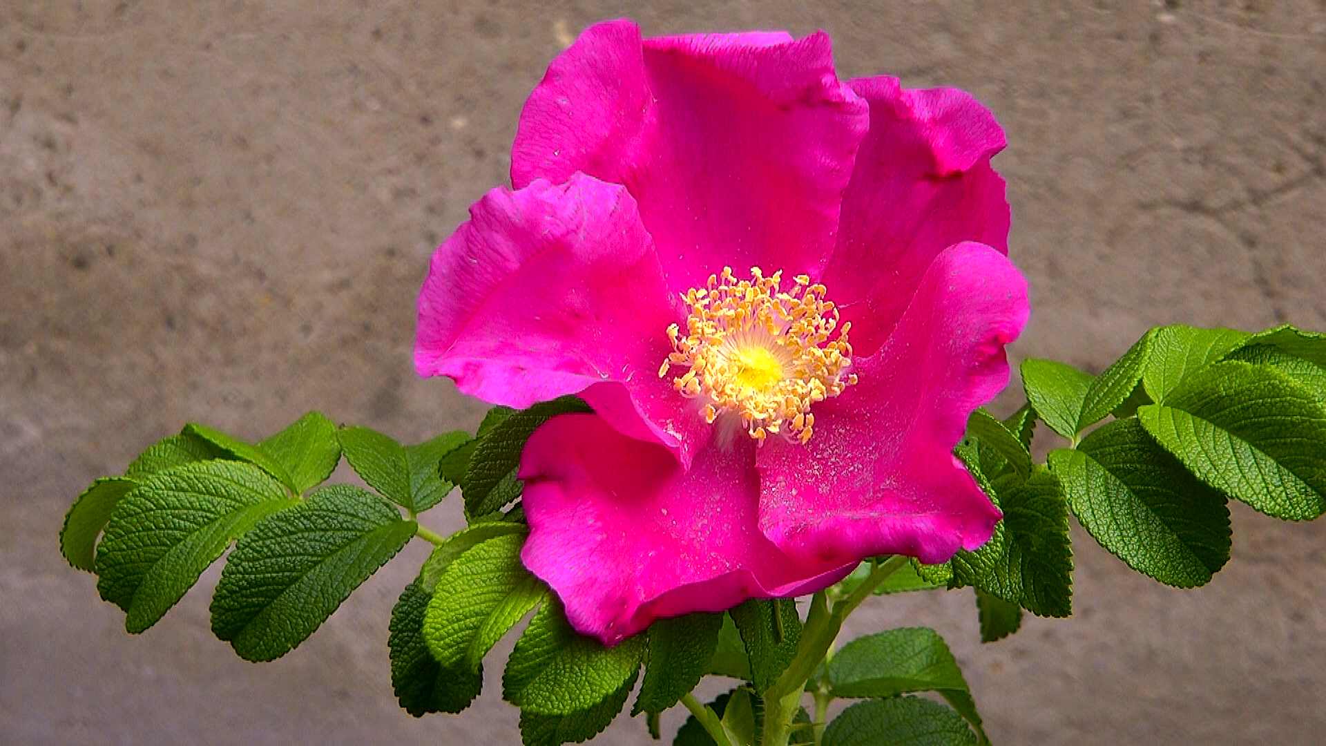 kartoffelrose-bluete-rot