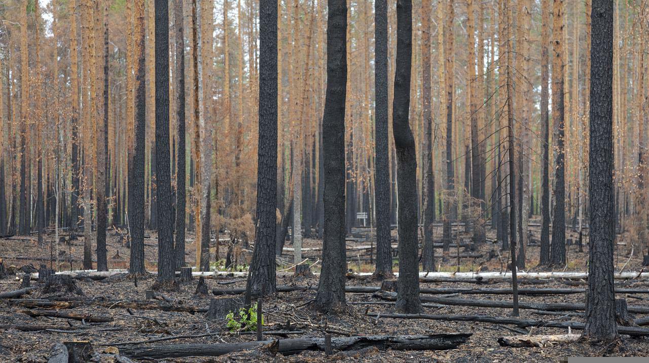 Kiefernwald nach einem Waldbrand