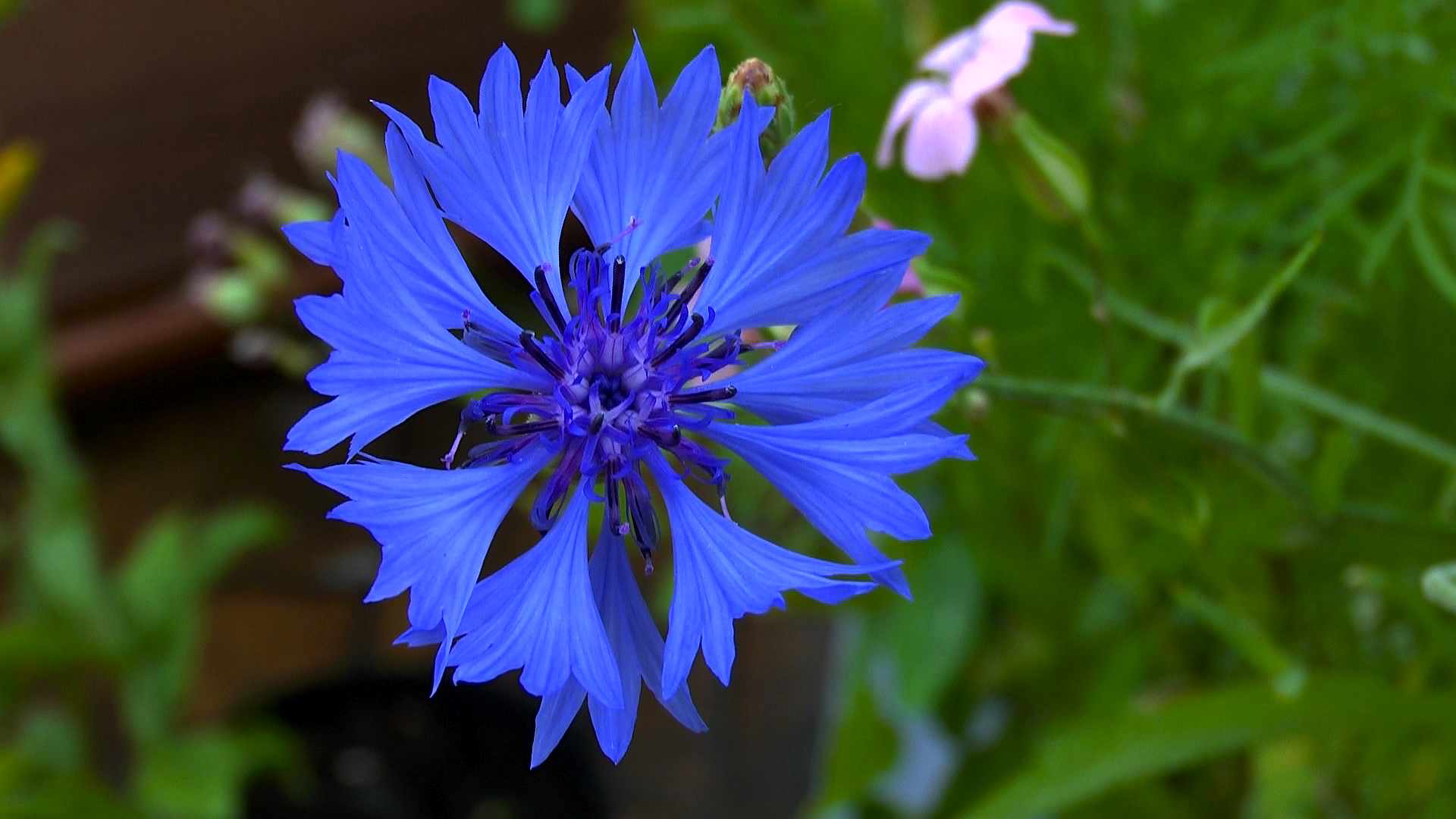 Kornblume (Centaurea cyanus) im Pflanzenlexikon >>