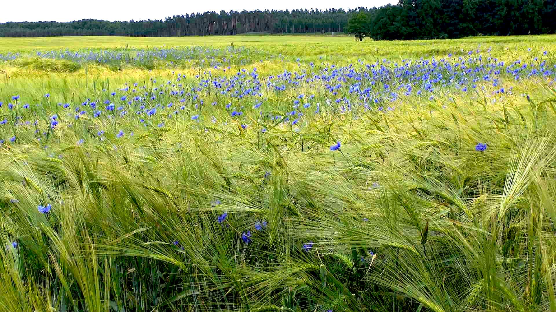 Kornblume (Centaurea cyanus) im Pflanzenlexikon >>