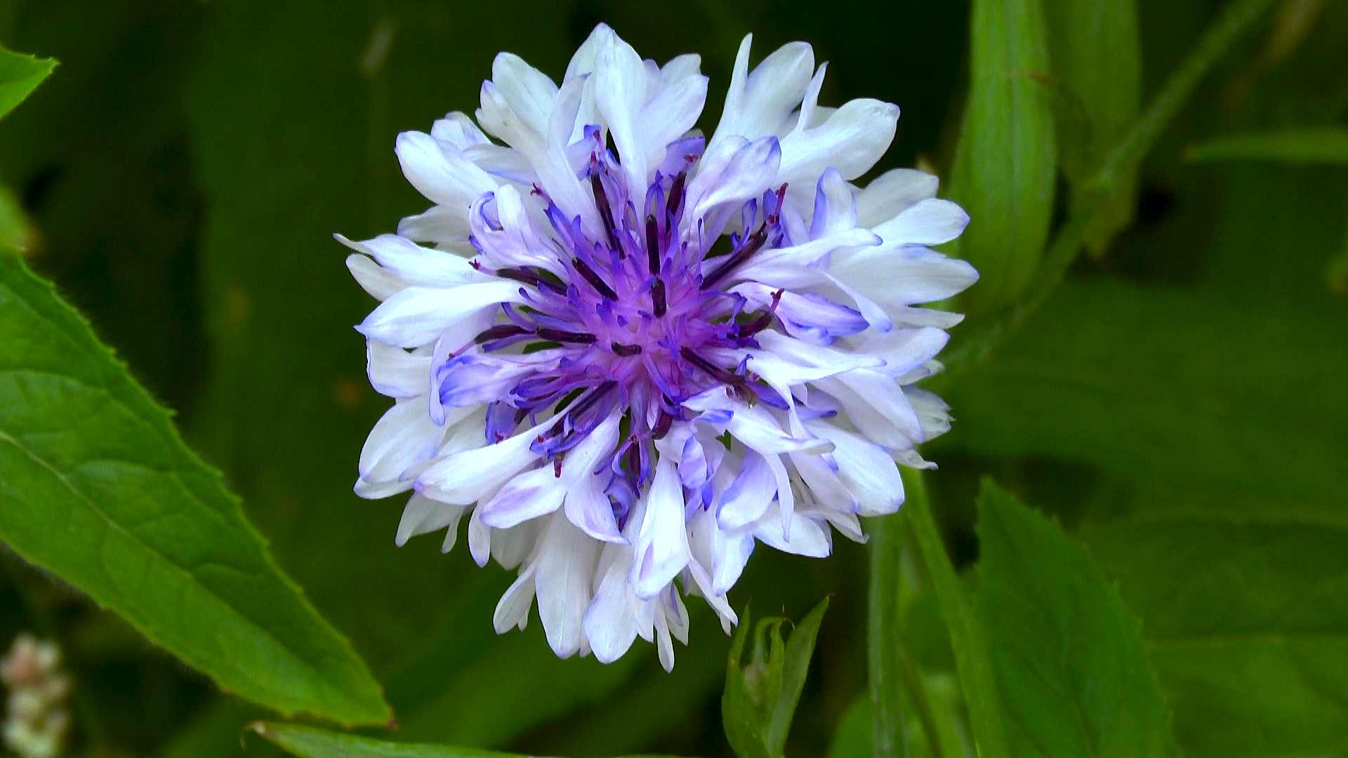 kornblume-bluete-zweifarbig-gefuellt