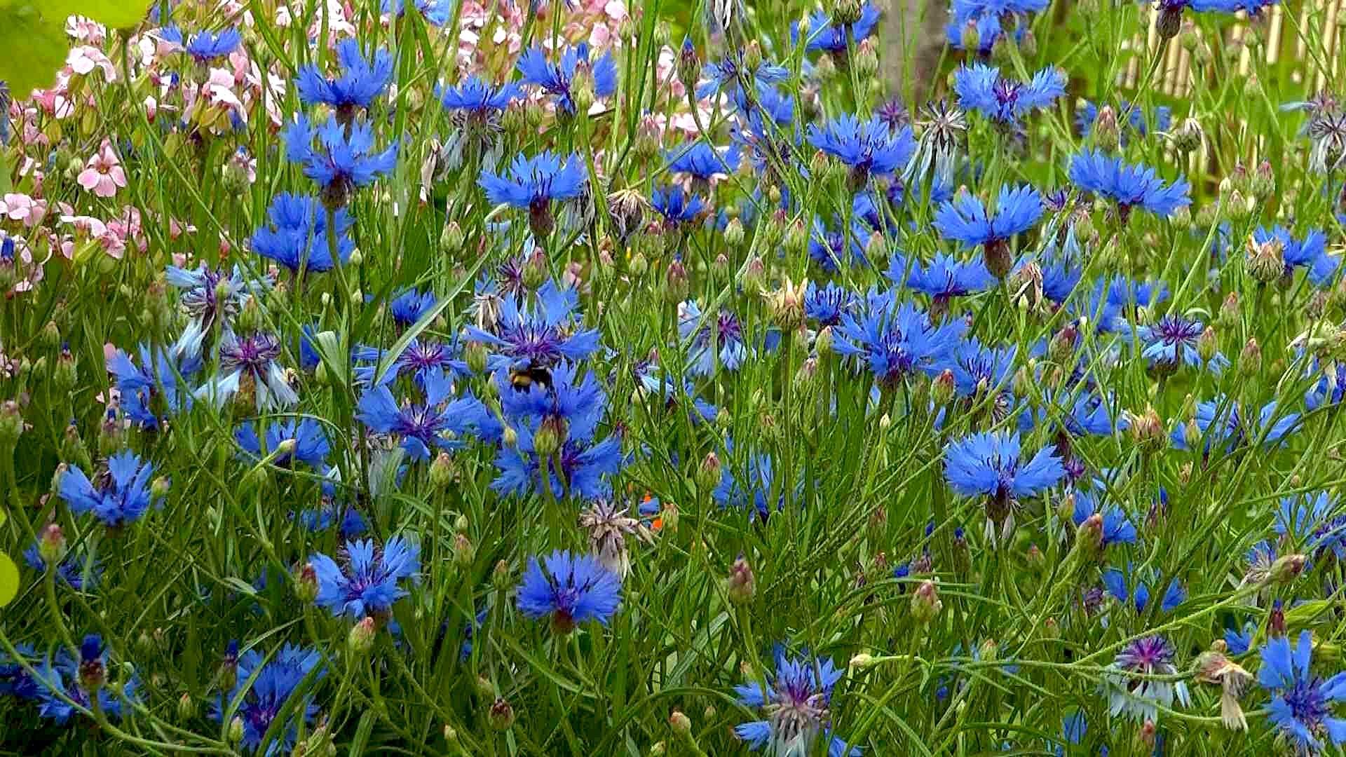 Kornblume (Centaurea cyanus) im Pflanzenlexikon >>
