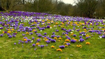 krokus-bluete-wiese