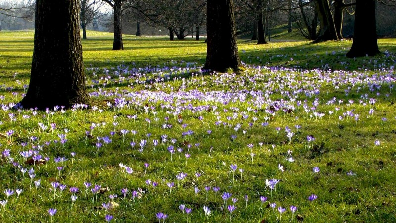 krokus-fruehkrokus-wiese
