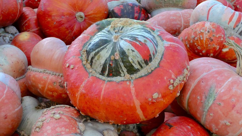 Kürbis Bischofsmütze rot