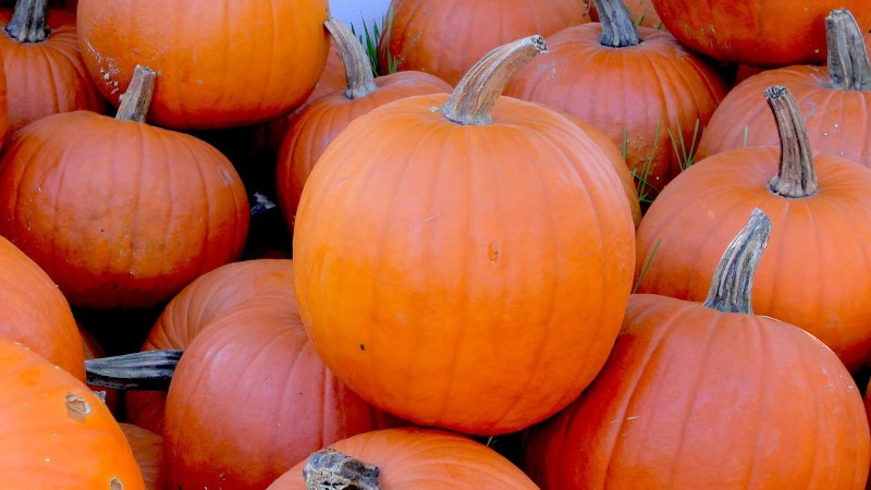 Kürbis Halloween