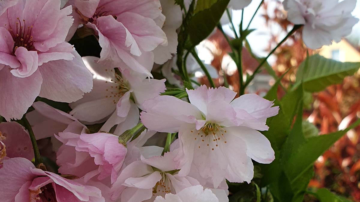Foto von Blüten der Steppenkirsche