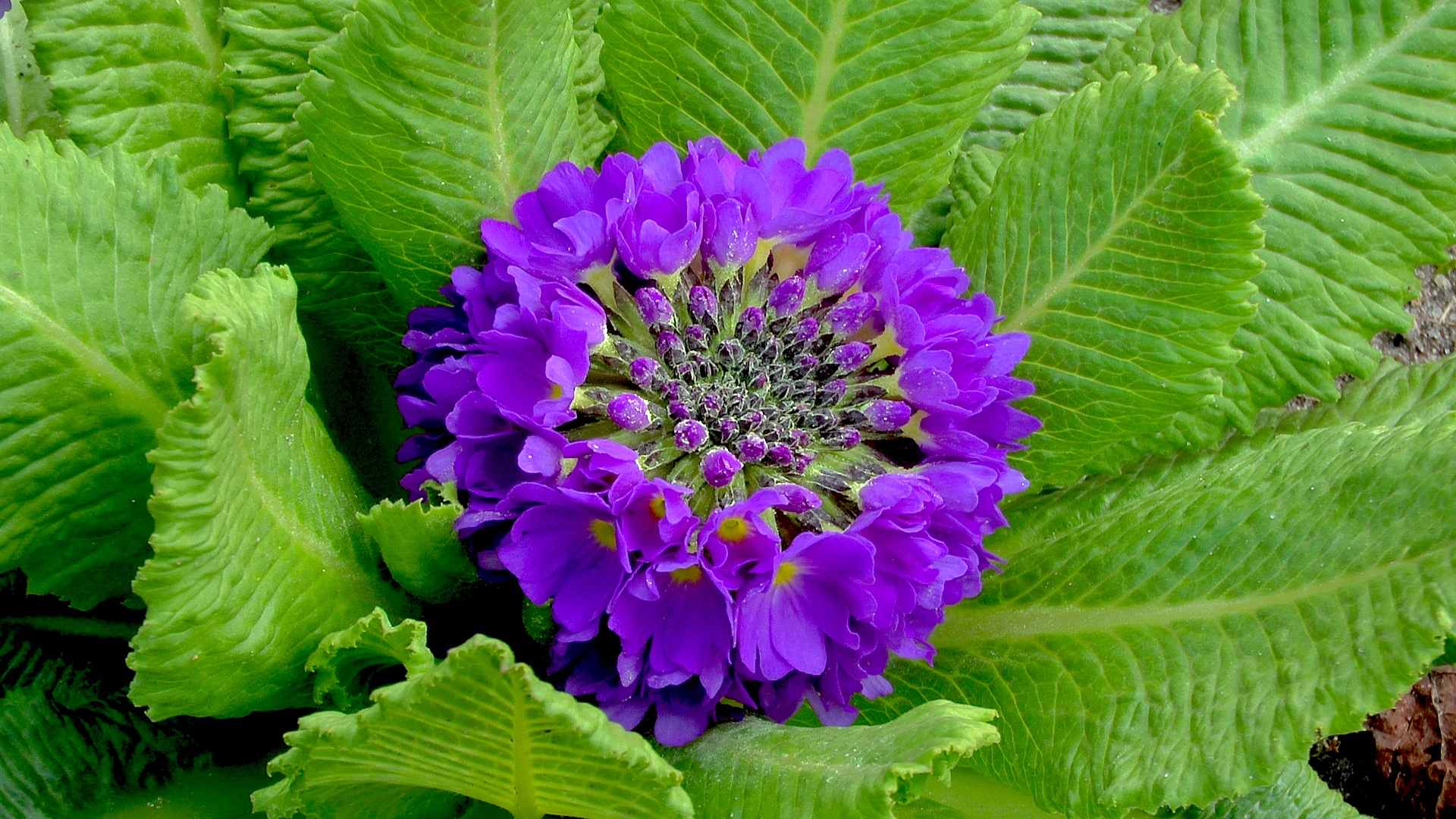 Primel Primel / Schlüsselblume - im Pflanzenlexikon >> GartenNatur.com