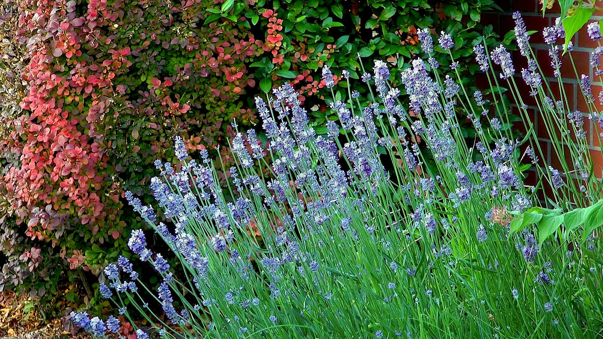lavendel-garten
