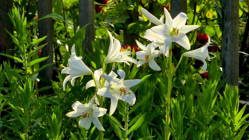 Lilie Video Pflegehinweise Gartnertipps Und Weitere Informationen Zu Lilien Auf Garten Natur Erleben