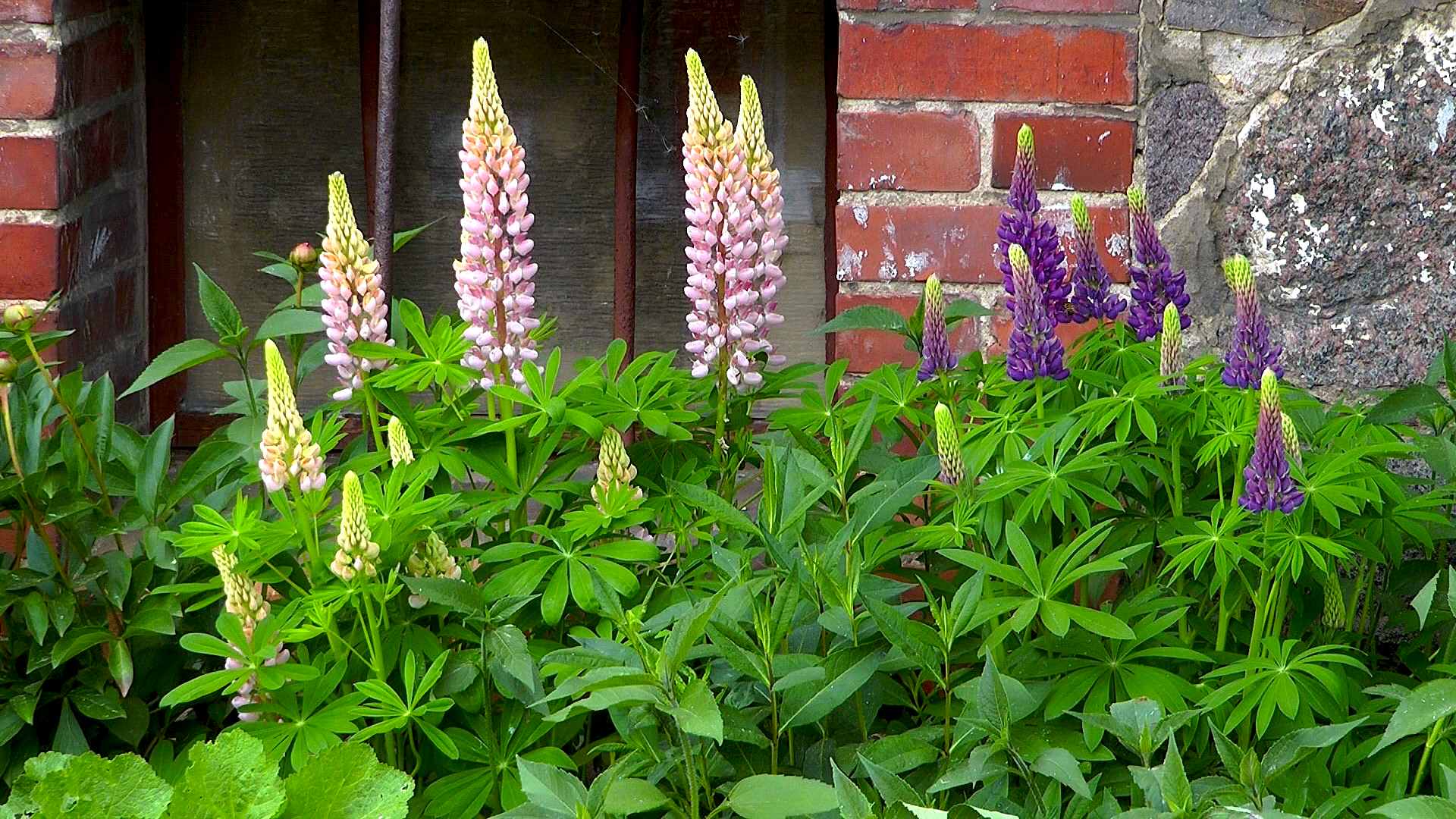 lupine-bluete-garten