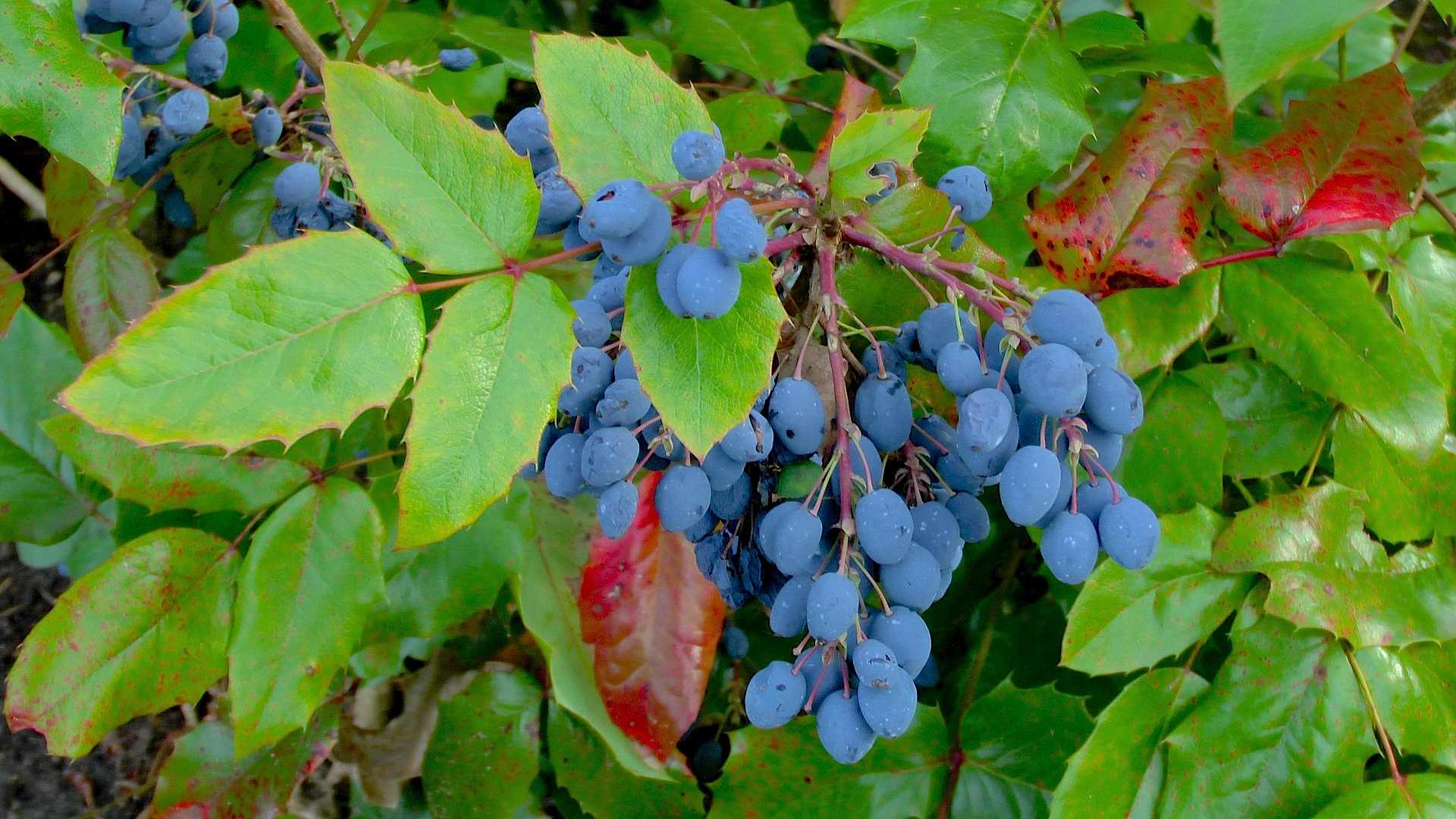 Mahonie (Mahonia) - im Pflanzenlexikon &amp;gt;&amp;gt; GartenNatur.com