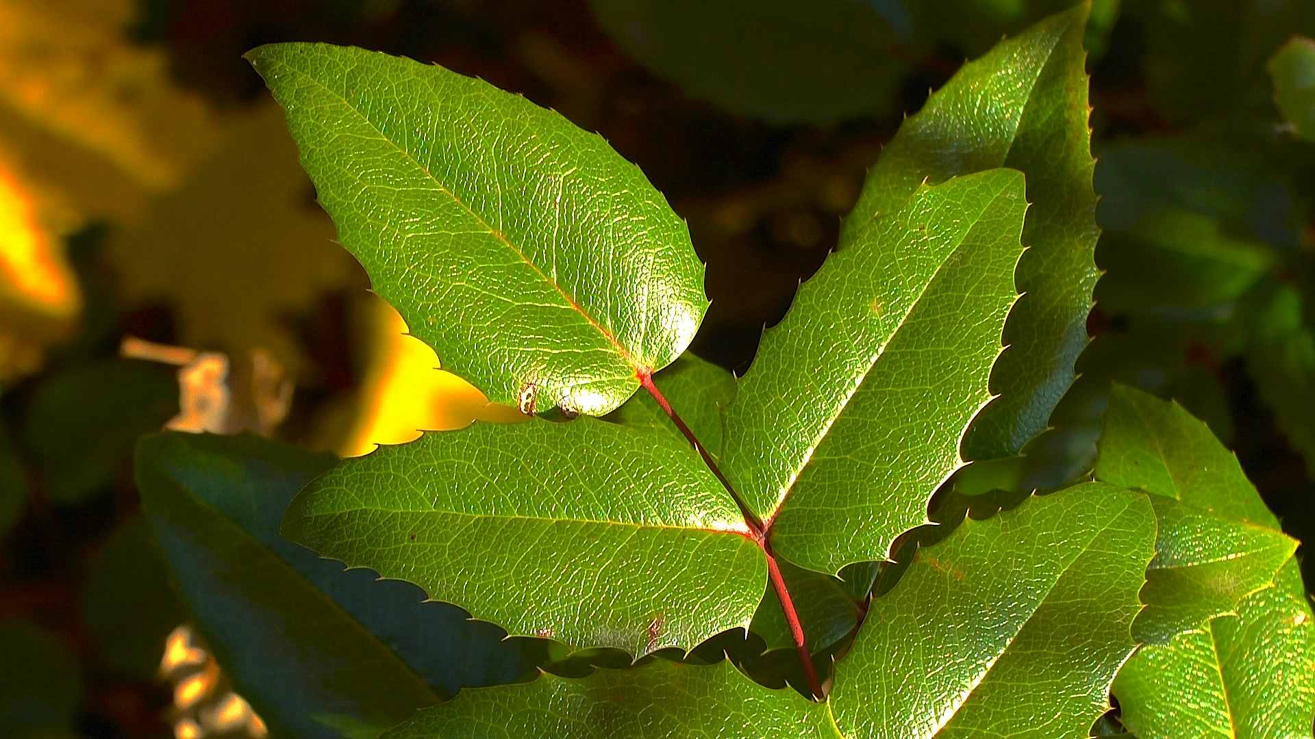 Mahonie (Mahonia) im Pflanzenlexikon >>