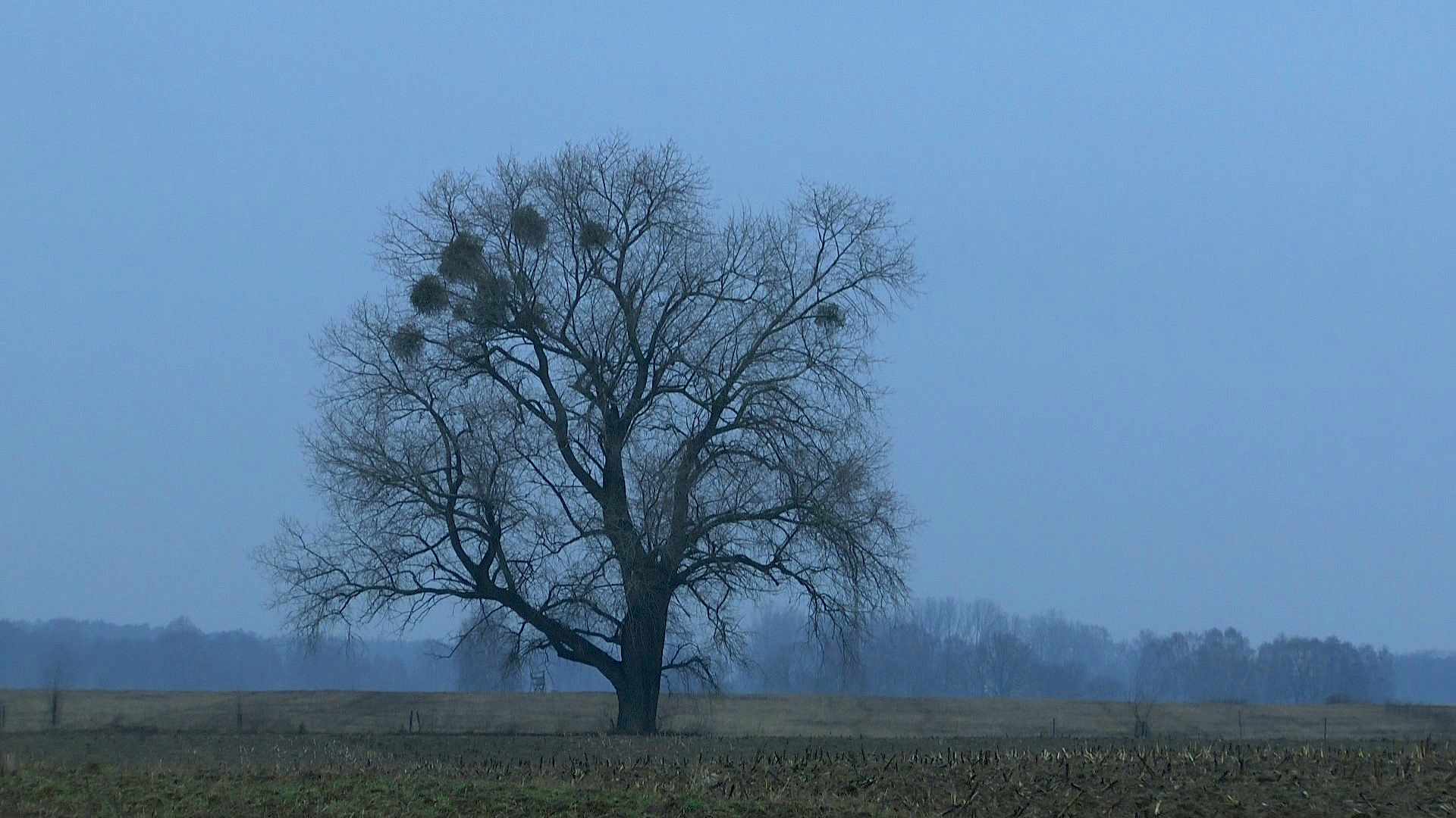 Mistel (Viscum) im Pflanzenlexikon >>