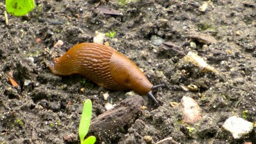 nacktschnecke-garten