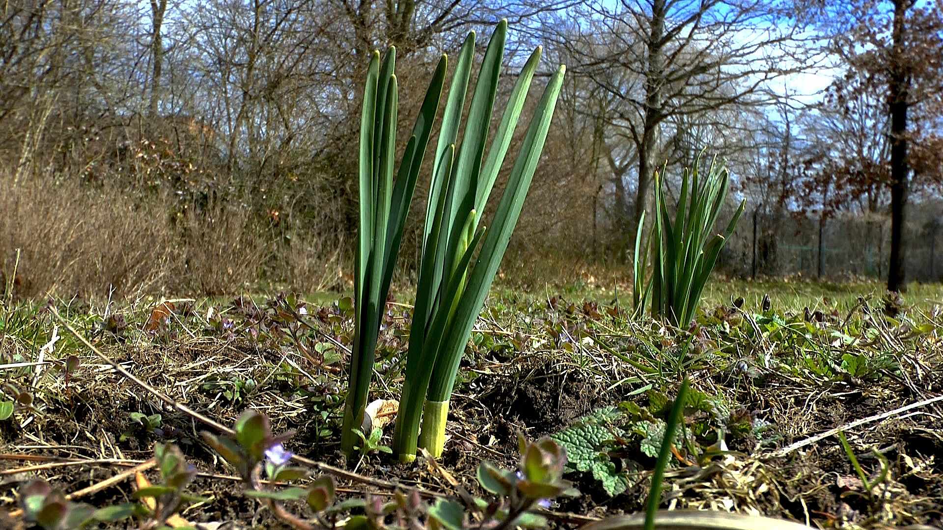 Narzisse (Narcissus) im Pflanzenlexikon >>