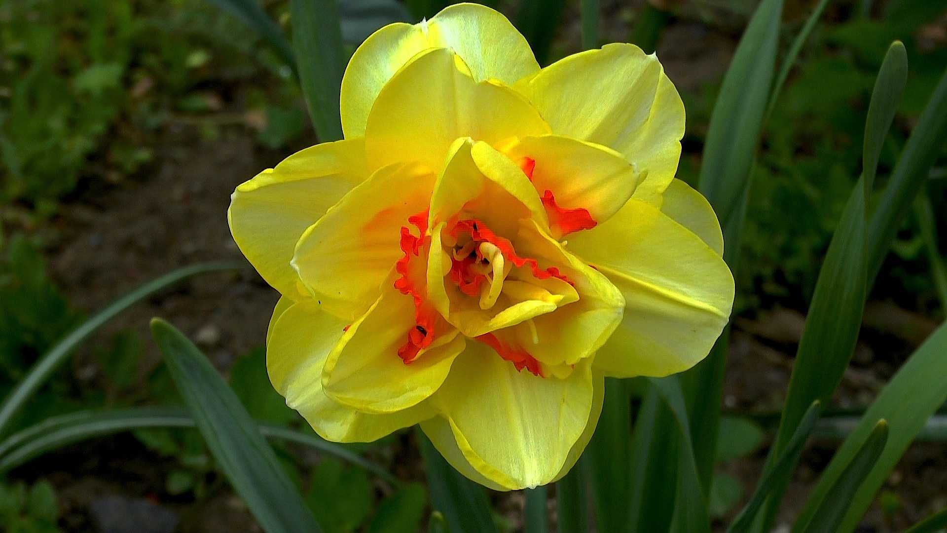 Was blüht im Frühjahr? >>